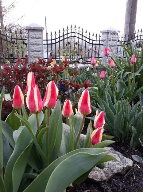 - Floricele de primăvară- 2019
