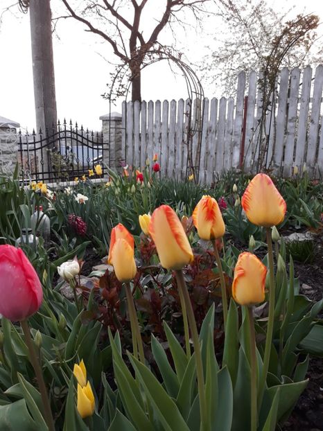  - Floricele de primăvară- 2019
