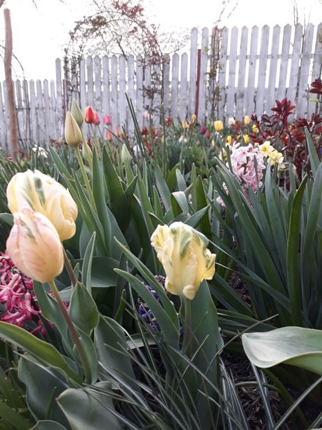  - Floricele de primăvară- 2019