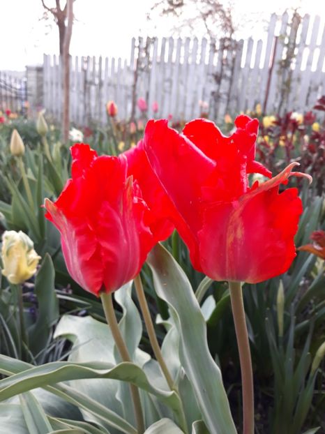  - Floricele de primăvară- 2019