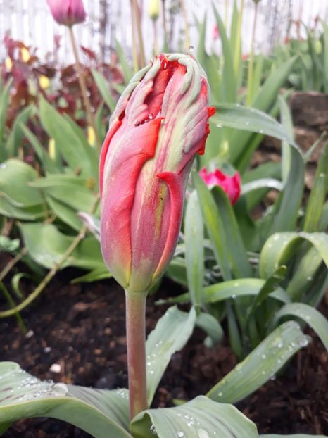  - Floricele de primăvară- 2019