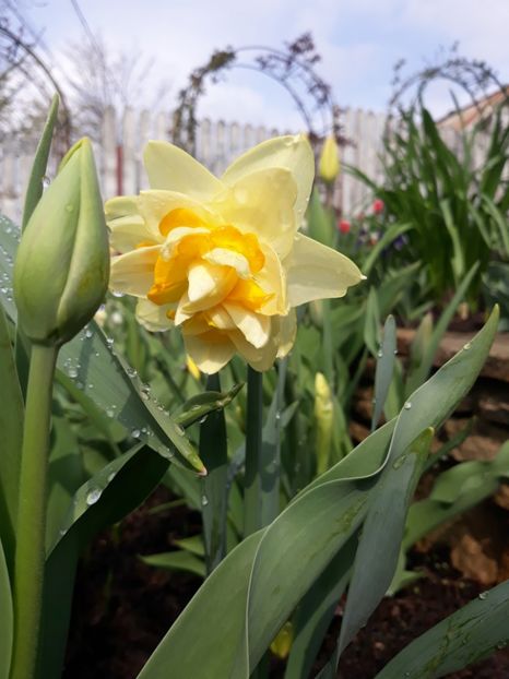  - Floricele de primăvară- 2019