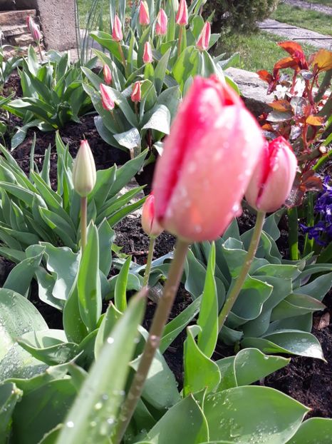  - Floricele de primăvară- 2019