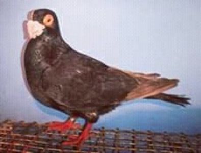 Aurel Perta -Alba Iulia - CARUNCULATII  AUTOHTONI