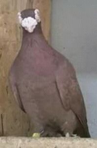  - CARUNCULATII  AUTOHTONI