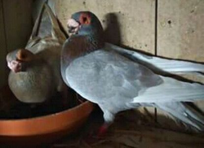  - CARUNCULATII  AUTOHTONI