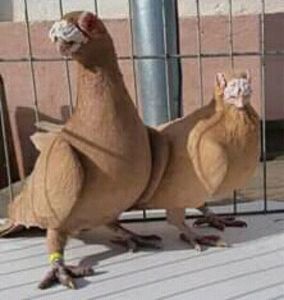  - CARUNCULATII  AUTOHTONI