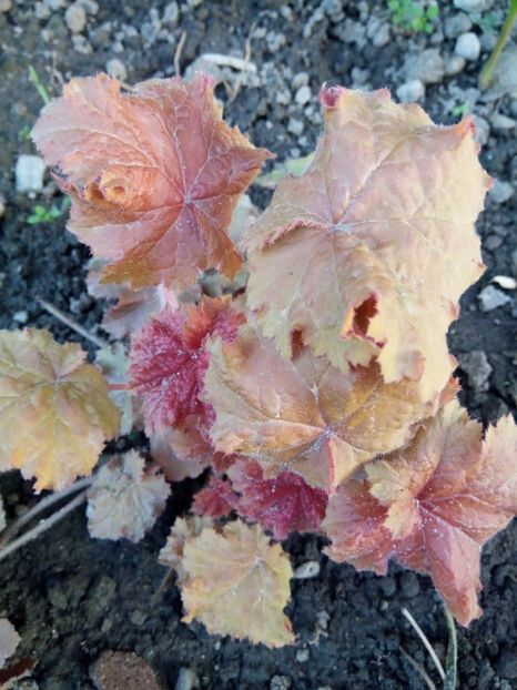  - 0 - HEUCHERA