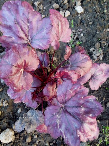  - 0 - HEUCHERA