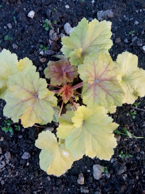  - 0 - HEUCHERA