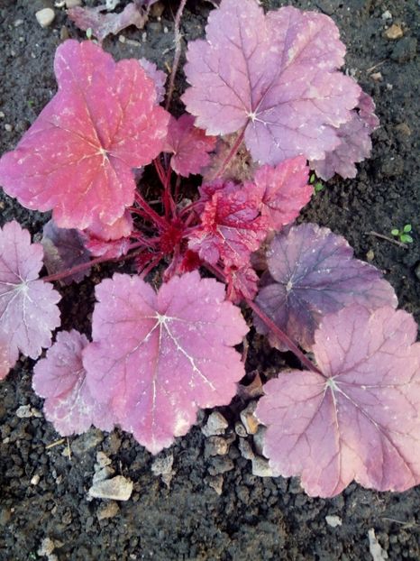  - 0 - HEUCHERA