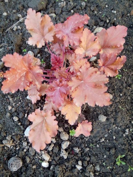  - 0 - HEUCHERA