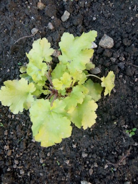  - 0 - HEUCHERA