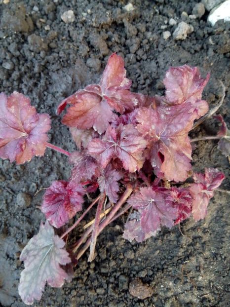  - 0 - HEUCHERA