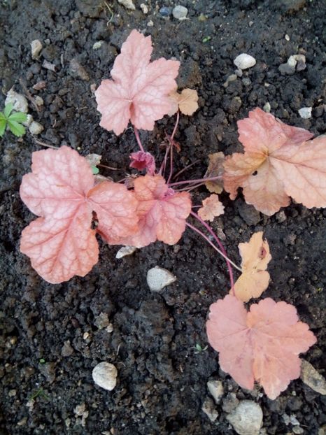  - 0 - HEUCHERA