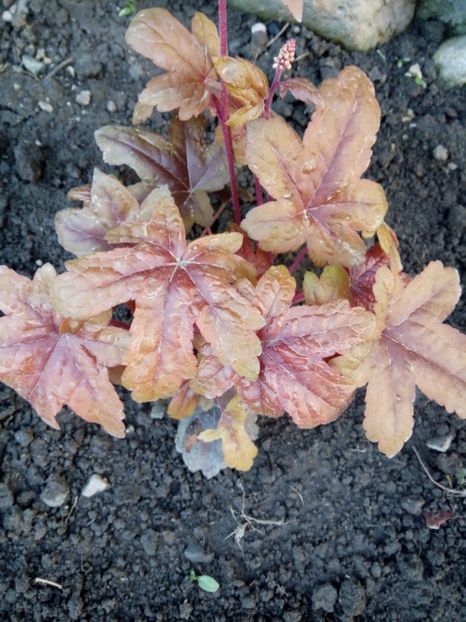  - 0 - HEUCHERA