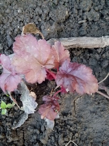  - 0 - HEUCHERA