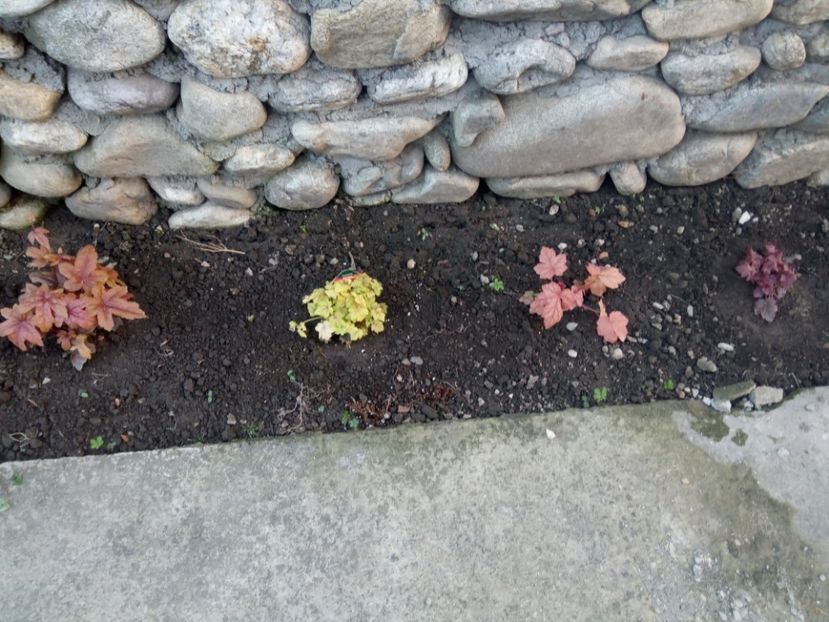  - 0 - HEUCHERA
