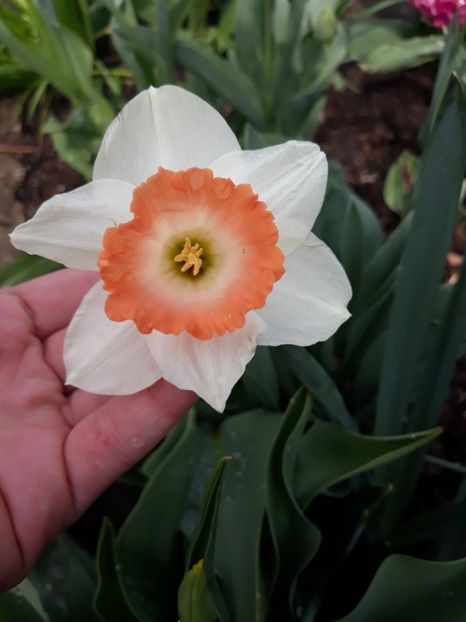  - Floricele de primăvară- 2019