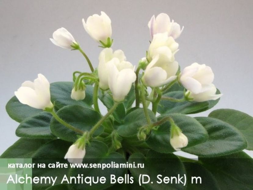  - Alchemy Antique Bells