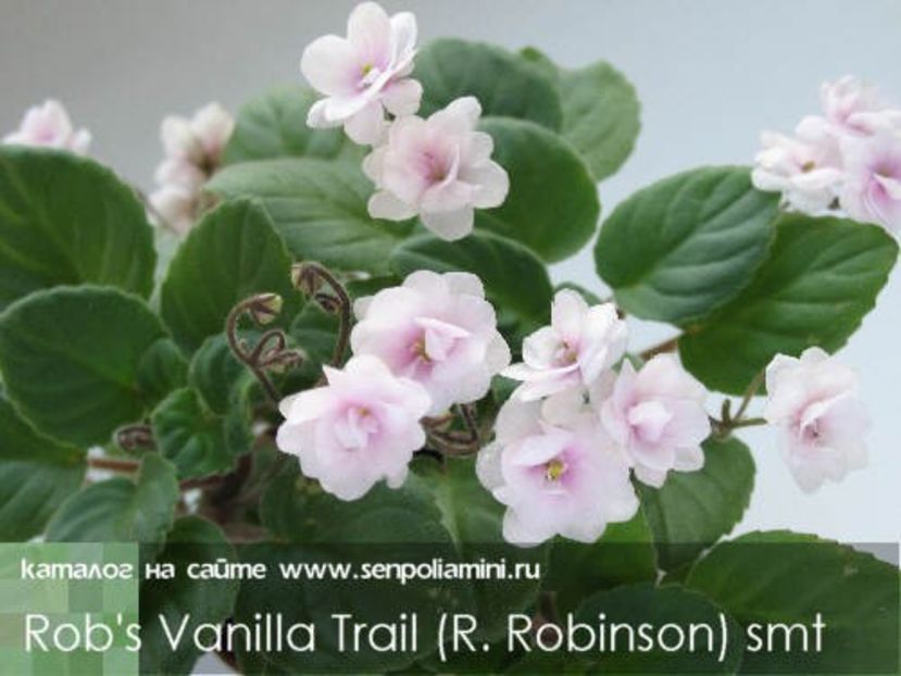  - Robs Vanilla Trail
