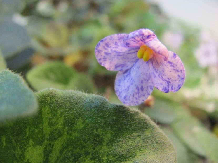  - ZZZFrosted Fantasy