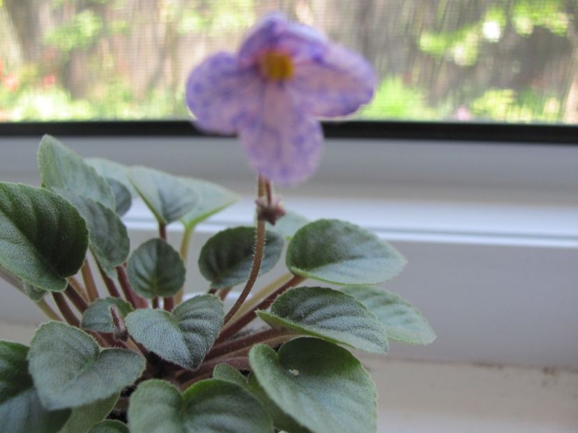  - ZZZFrosted Fantasy