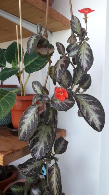 Aprilie 2019 - SPRING SYMPHONY