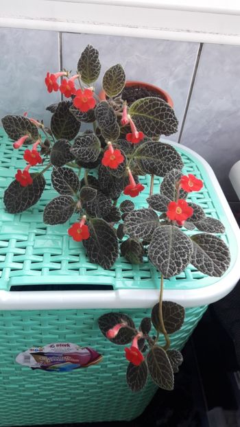 Aprilie 2019 - TIGER STRIPE