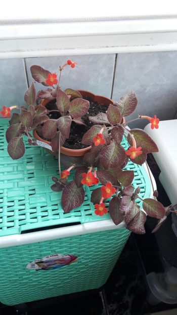 Aprilie 2019 - STRAWBERRY MIST