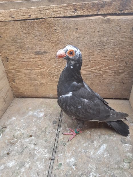 Pui din P7 - Pui 2019