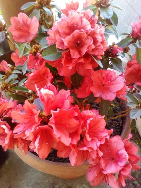  - curtea cu toate cele 2019