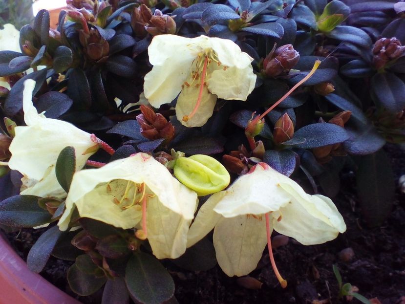  - curtea cu toate cele 2019