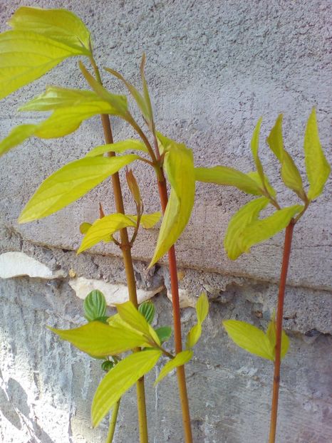  - curtea cu toate cele 2019