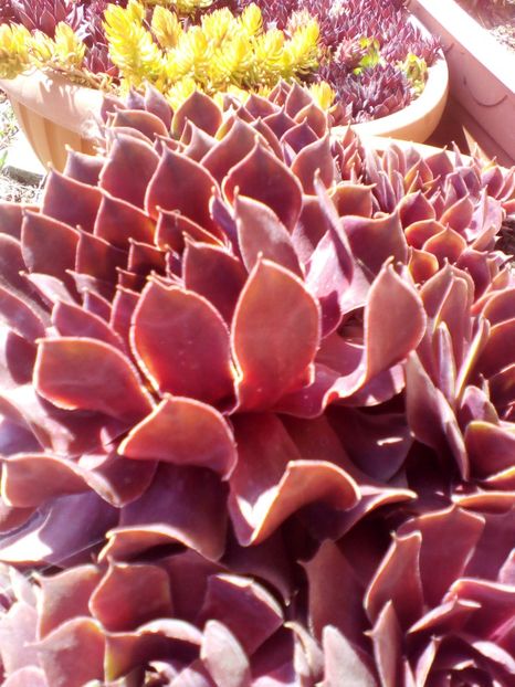  - curtea cu toate cele 2019