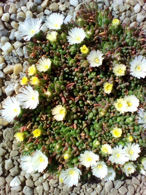  - curtea cu toate cele 2019