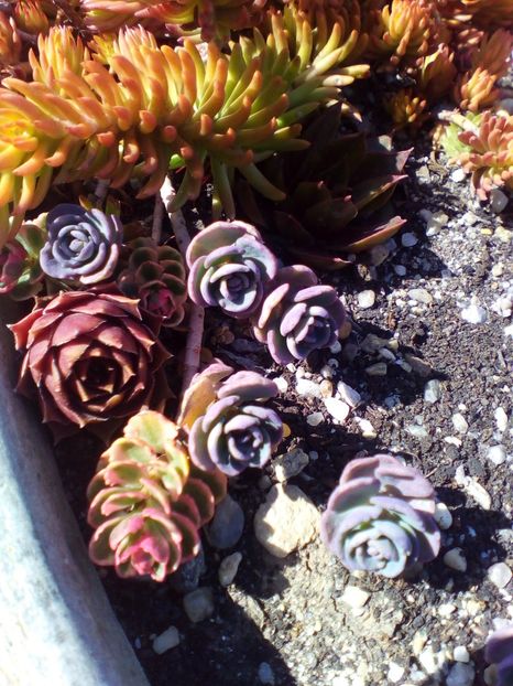  - curtea cu toate cele 2019