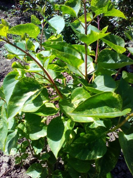  - curtea cu toate cele 2019