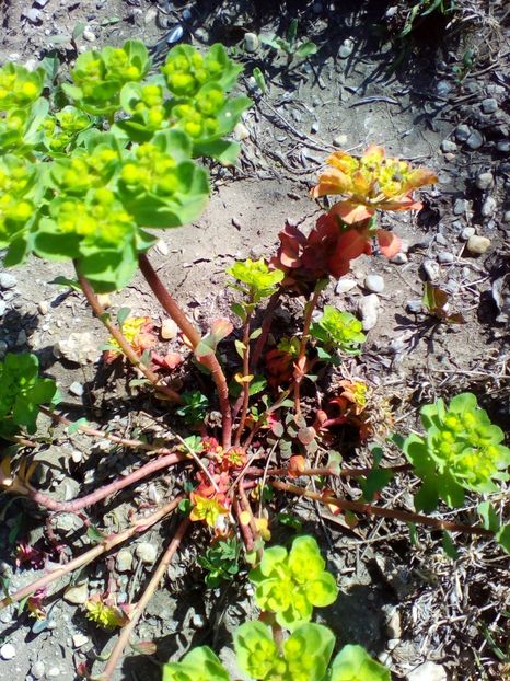  - curtea cu toate cele 2019