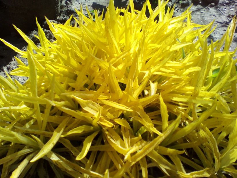  - curtea cu toate cele 2019