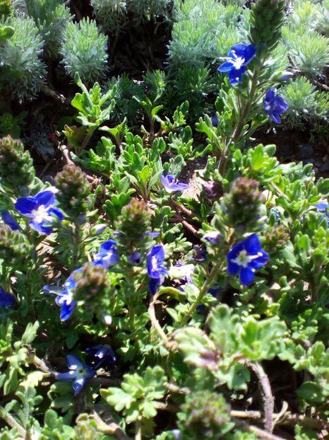  - curtea cu toate cele 2019