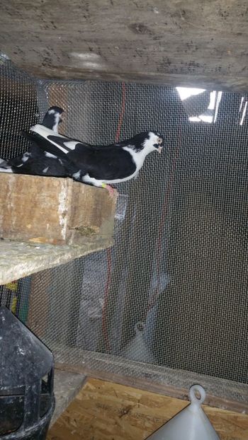  - -Matca 2019 jucatori de galati