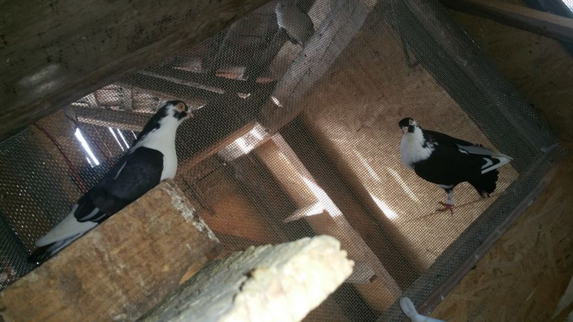  - -Matca 2019 jucatori de galati