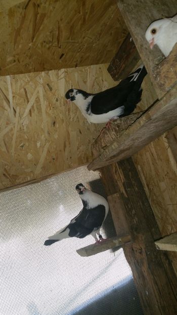  - -Matca 2019 jucatori de galati