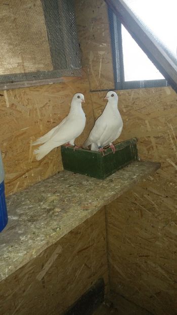  - -Matca 2019 jucatori de galati