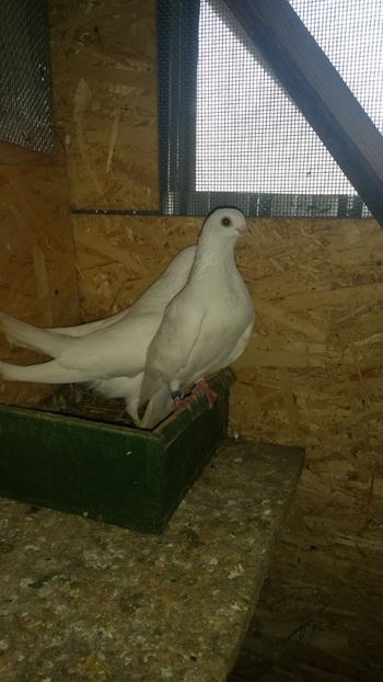  - -Matca 2019 jucatori de galati