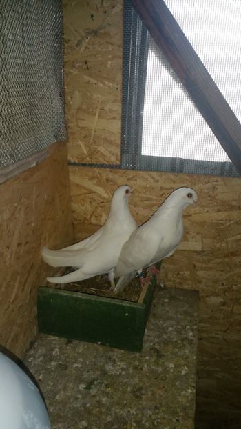  - -Matca 2019 jucatori de galati