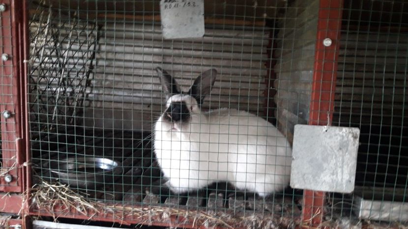  - A-IEPURI CALIFORNIAN B