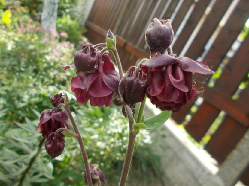  - 2019 Flori de gradina