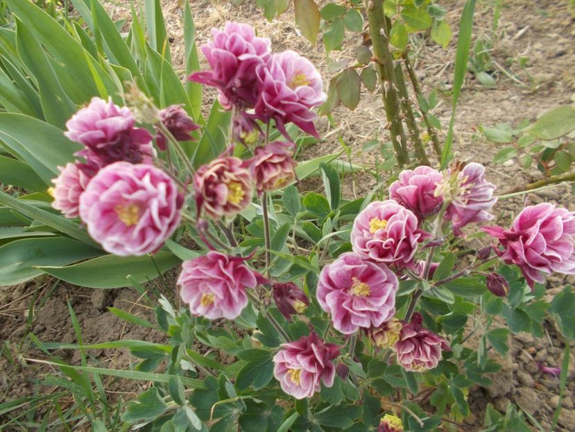  - 2019 Flori de gradina